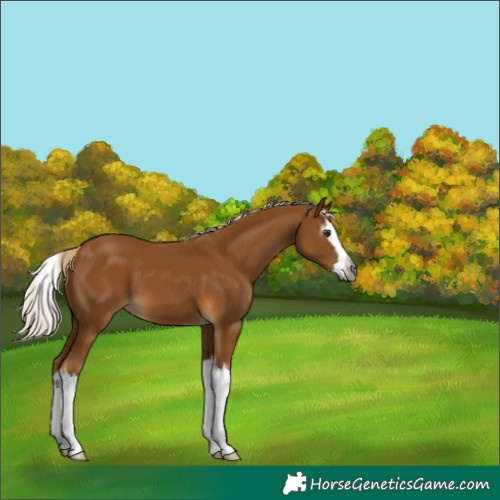 Horse Color:Gray Palomino Splash 