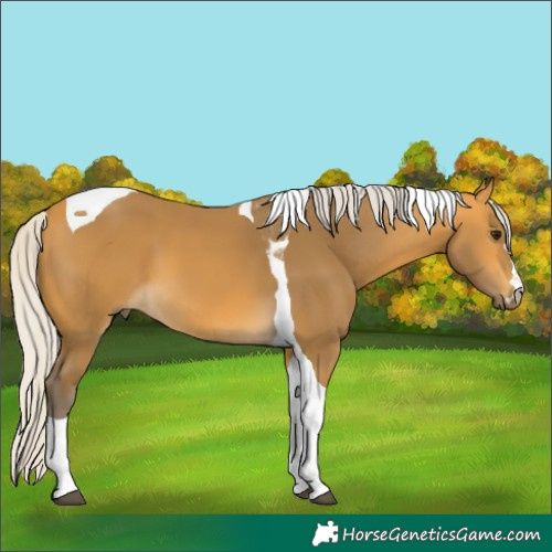 Horse Color:Silver Buckskin Tobiano 