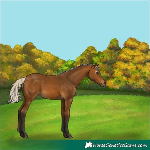 Horse Color:Gray Silver Buckskin 