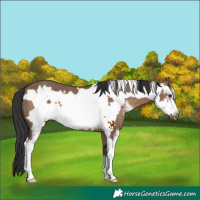 Horse Color:Brown Dun Sabino Frame 