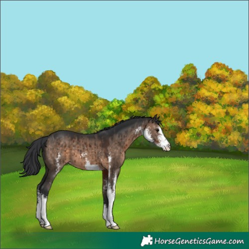 Horse Color:Brown Dun Sabino Brindle 