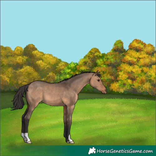 Horse Color:Brown Dun 
