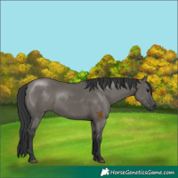 Horse Color:Grullo