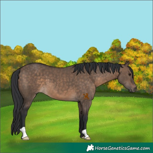 Horse Color:Brown Dun 