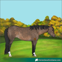 Horse Color:Brown Dun 