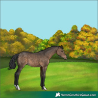 Horse Color:Brown Dun 