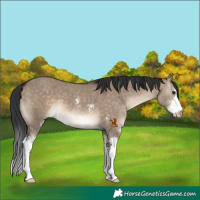 Horse Color:Brown Dun Sabino 