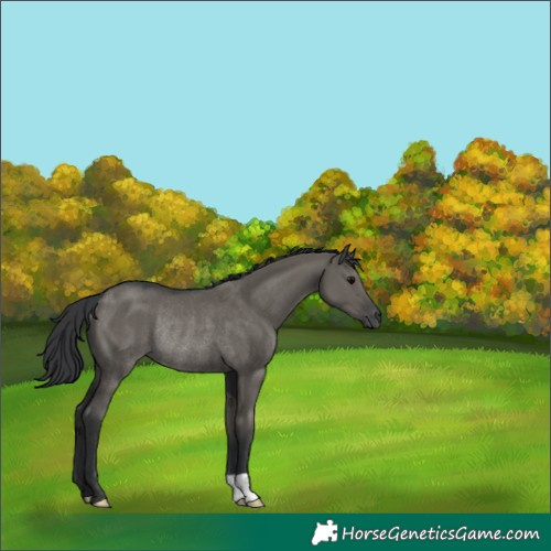 Horse Color:Grullo Rabicano 