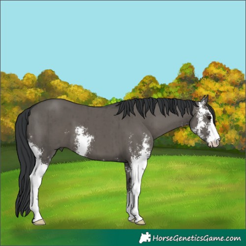 Horse Color:Grullo Sabino Brindle 