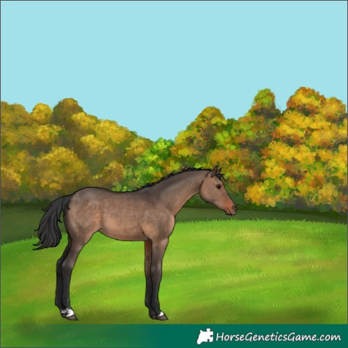Horse Color:Brown Dun 