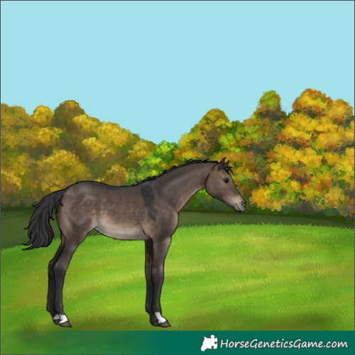 Horse Color:Brown Dun 