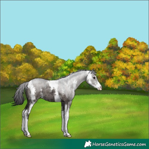 Horse Color:Smoky Grullo Sabino Brindle 