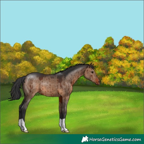 Horse Color:Brown Dun Brindle 