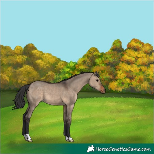 Horse Color:Brown Dun 