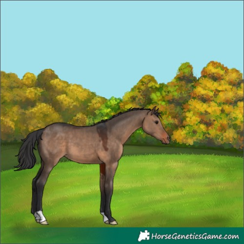 Horse Color:Brown Dun 