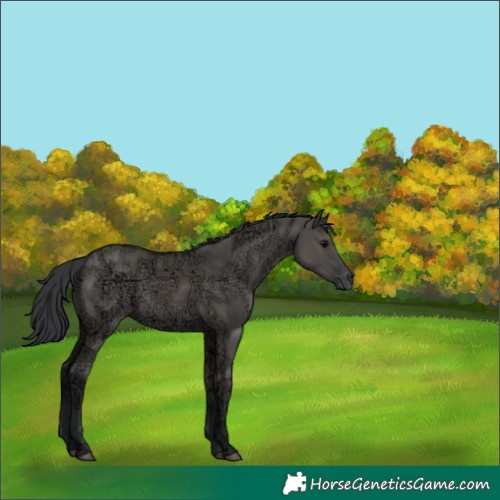 Horse Color:Grullo Ice 