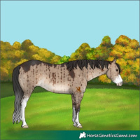Horse Color:Brown Dun Sabino Brindle
