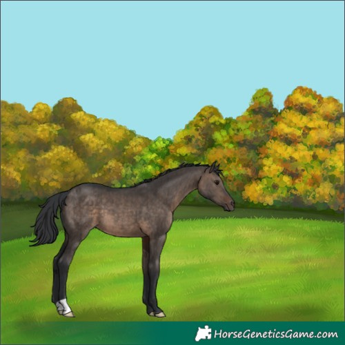 Horse Color:Brown Dun Brindle 