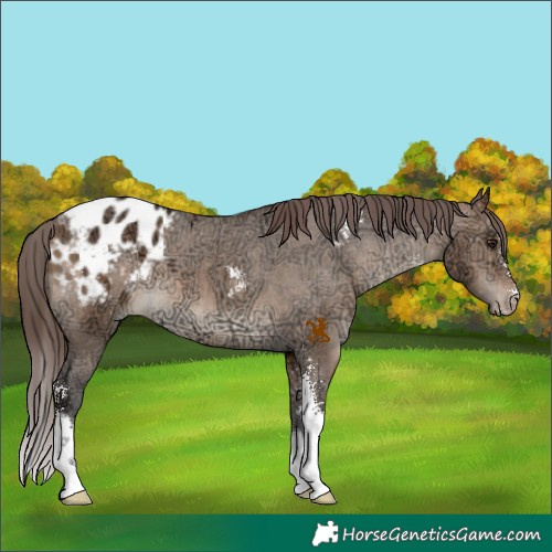 Horse Color:Bay Ice Dun Sabino Appaloosa 