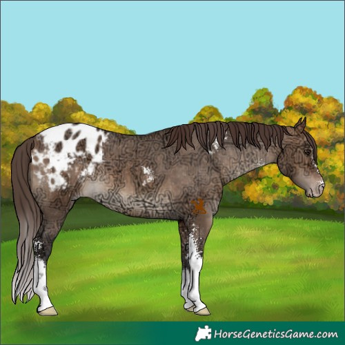 Horse Color:Bay Ice Dun Sabino Appaloosa