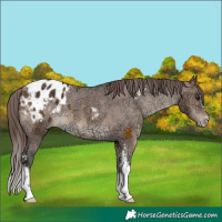 Horse Color:Bay Ice Dun Sabino Varnish 