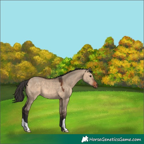 Horse Color:Brown Dun 
