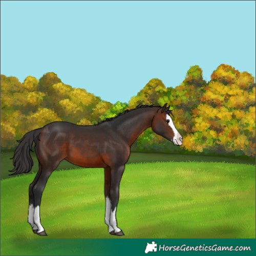 Horse Color:Brown Splash 