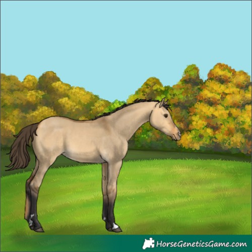 Horse Color:Buckskin Dun 