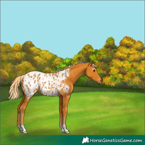 Horse Color:Gray Palomino Blanket 