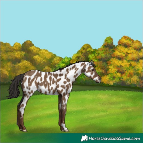 Horse Color:Gray Liver Red Dun Near Leopard 