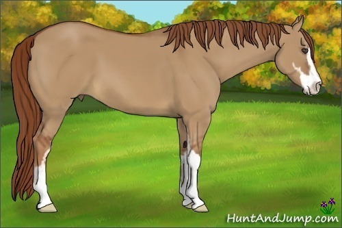 Horse Color:Unknown 