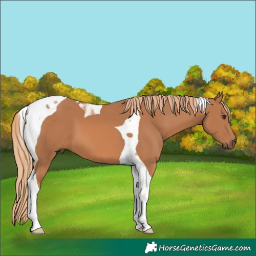 Horse Color:Chestnut Tobiano 