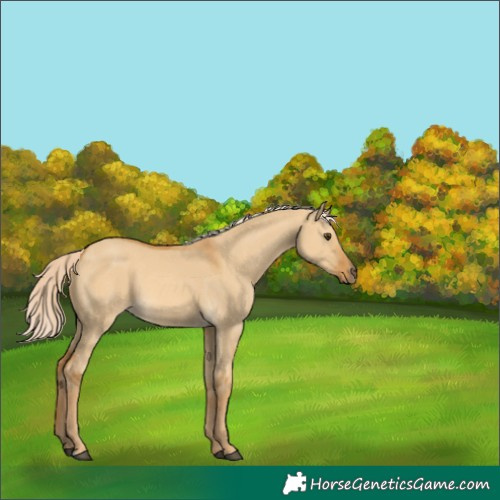 Horse Color:Palomino Dun 