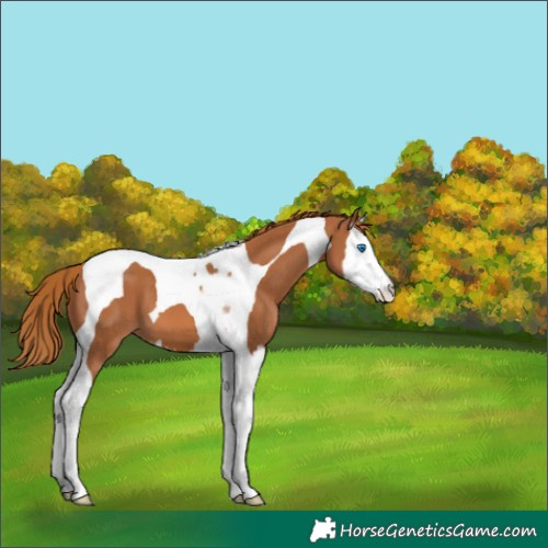 Horse Color:Chestnut Splash Tobiano Varnish 