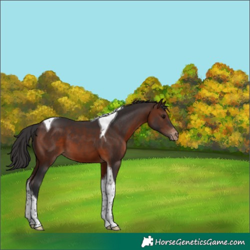 Horse Color:Brown Tobiano Varnish 