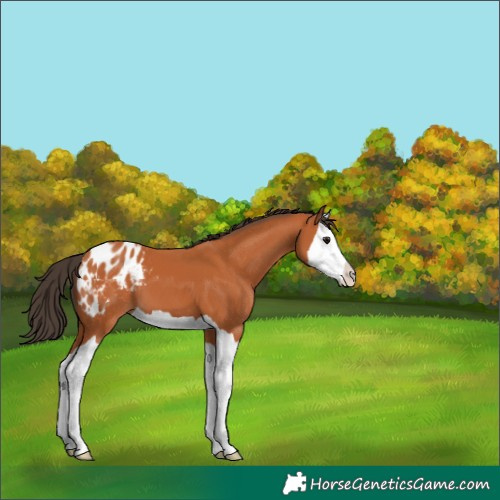 Horse Color:Bay Splash Blanket 