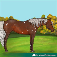 Horse Color:White Spotted Silver Brown
