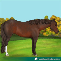 Horse Color:Liver Chestnut 
