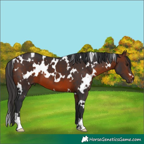 Horse Color:White Spotted Brown 