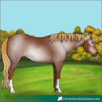 Horse Color:Gray Chestnut 