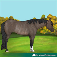 Horse Color:Brown Dun Rabicano