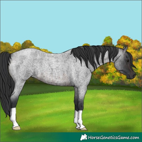 Horse Color:Brown Roan 