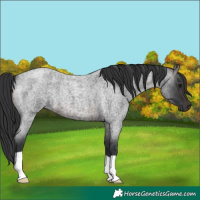 Horse Color:Brown Roan