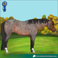 Horse Color:Brown Roan