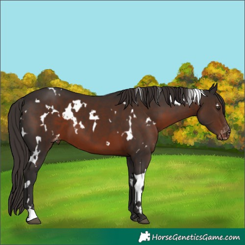 Horse Color:White Spotted Liver Chestnut Appaloosa