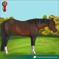 Horse Color:Liver Chestnut