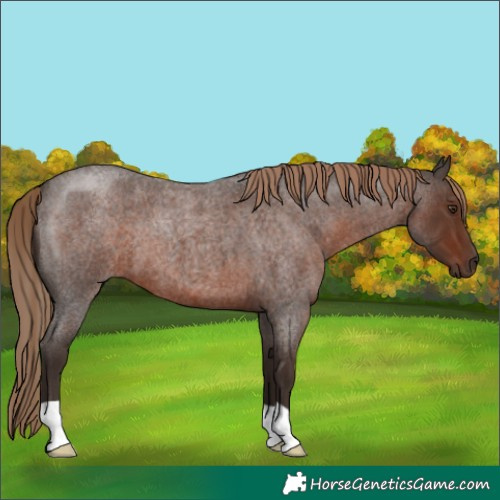 Horse Color:Liver Red Roan 