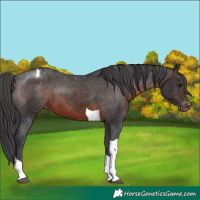 Horse Color:Brown Tobiano