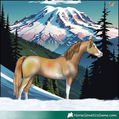 Horse Color:Chestnut Splash Tobiano 