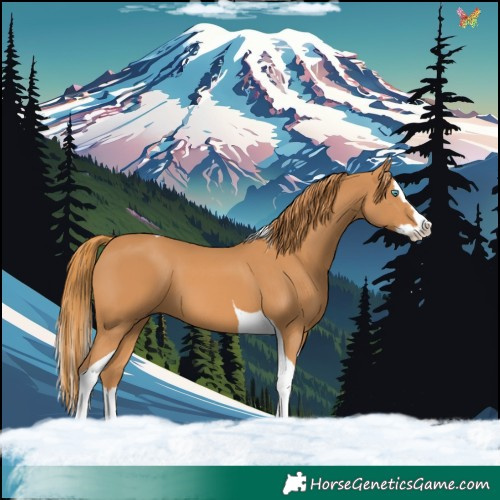 Horse Color:Chestnut Splash Tobiano 